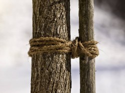 Kokos-Baumanbinder am Baum